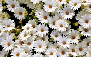 daisys